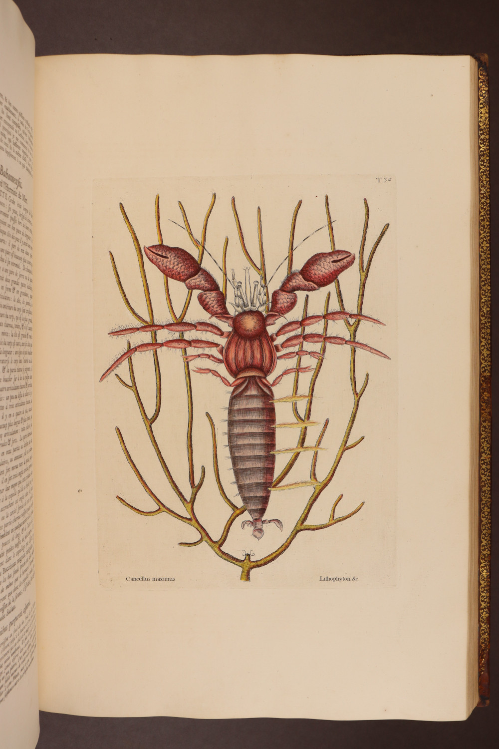 Plate 34